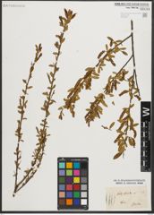 Foto von Salix triandra L.